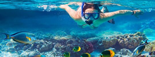 Товары для сноклинга